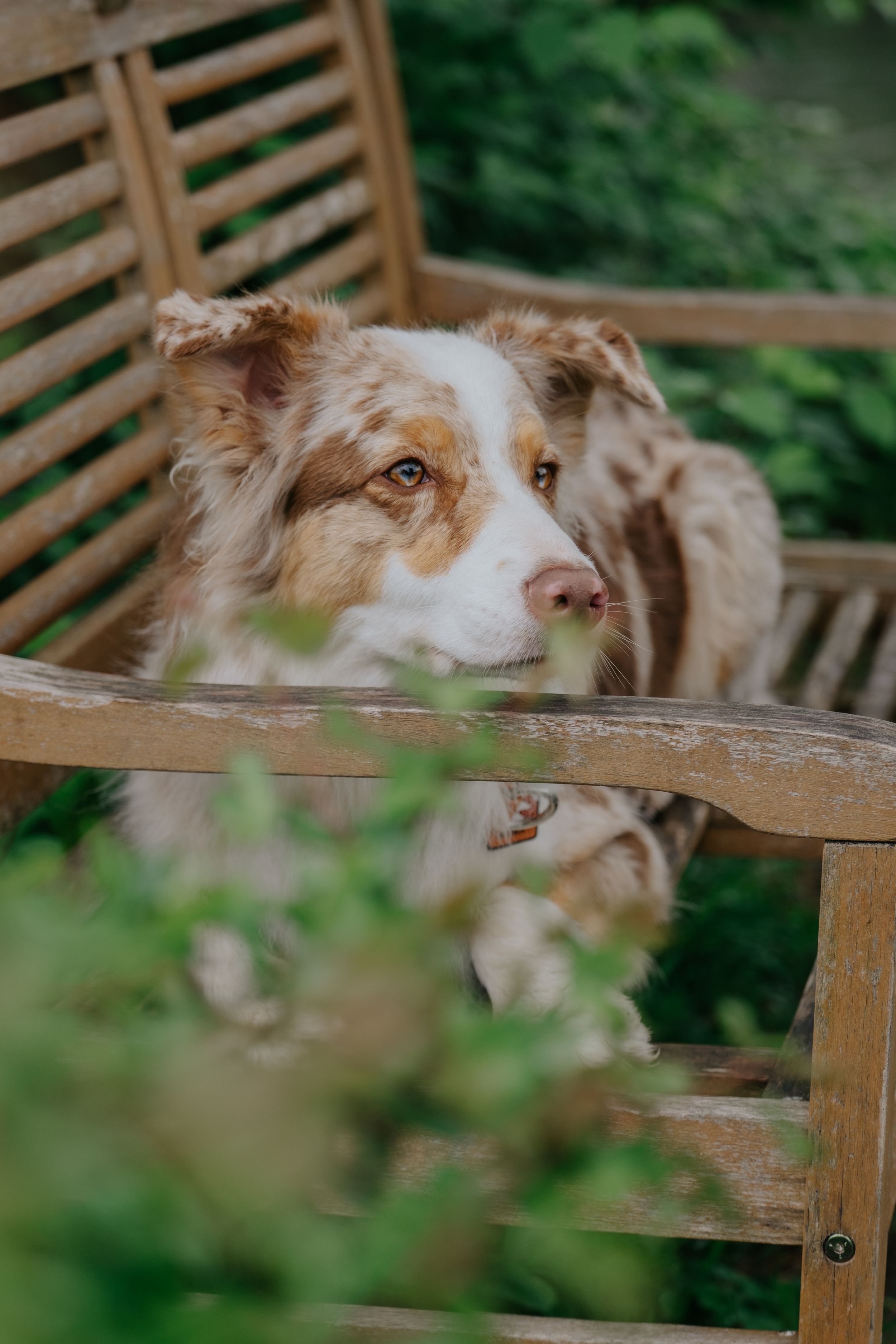 Mensch-Hund-Fotografie: Australian Shepherd in Red Merle liegt entspannt auf einer Holzbank und blickt aufmerksam zur Seite.