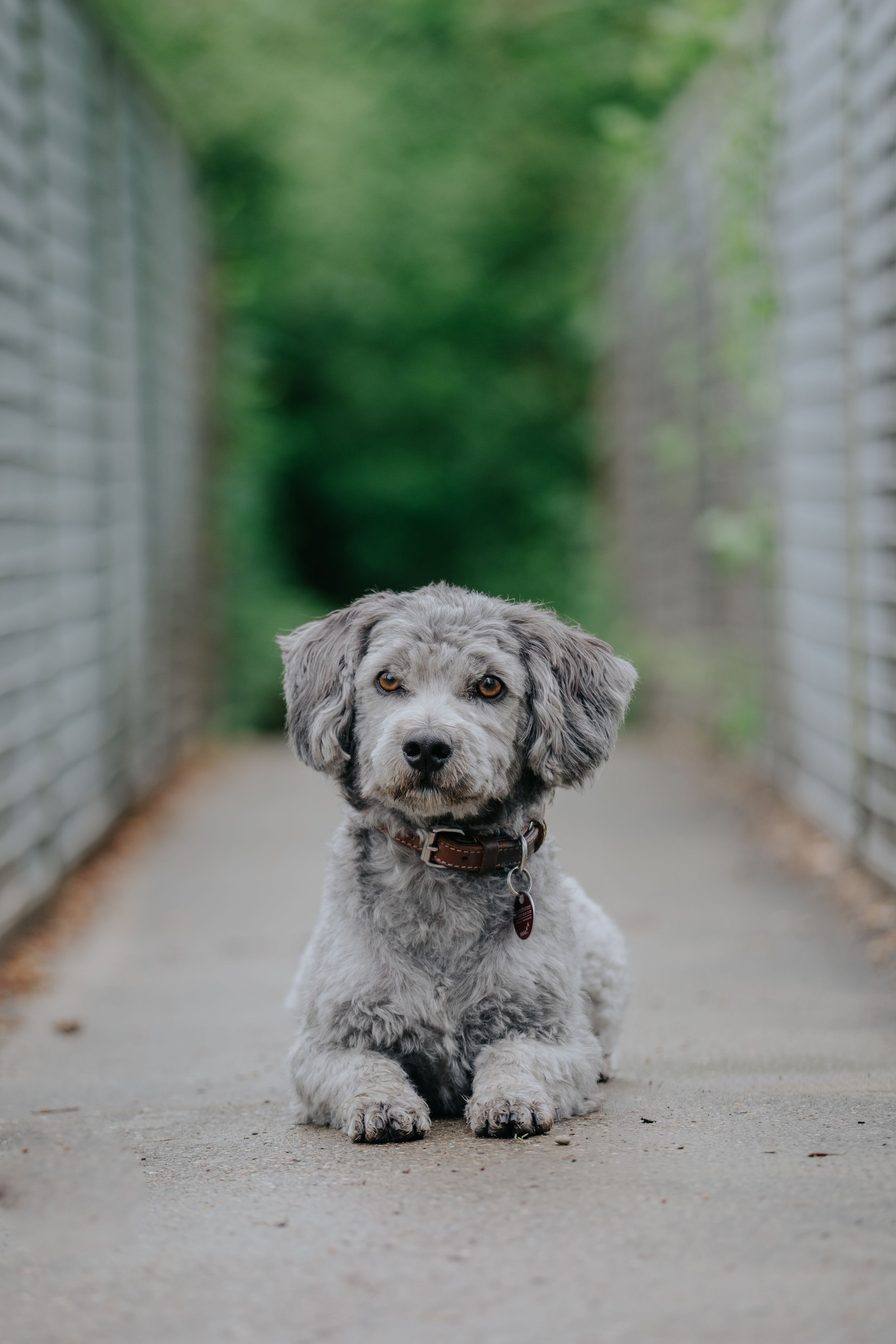 Mensch-Hund-Fotografie: Kleiner Hund liegt ruhig auf einer schmalen Brücke im Grünen bei Pfaffenhofen a. d. Ilm.