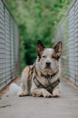 Mensch-Hund-Fotografie: Australian Cattle Dog liegt entspannt auf einer Brücke im Grünen, fotografiert im natürlichen Licht.