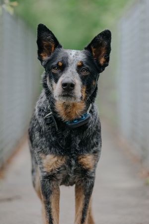 Mensch-Hund-Fotografie: Australian Cattle Dog steht ruhig auf einer schmalen Brücke und blickt direkt in die Kamera.