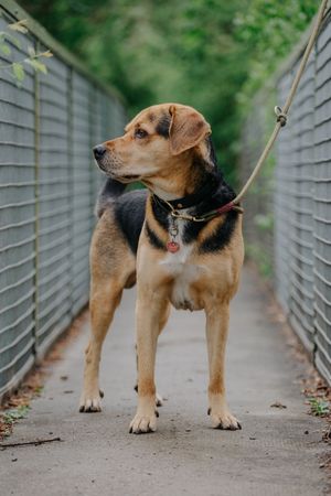 Mensch-Hund-Fotografie: Hund steht angeleint auf einer schmalen Brücke und schaut aufmerksam zur Seite.
