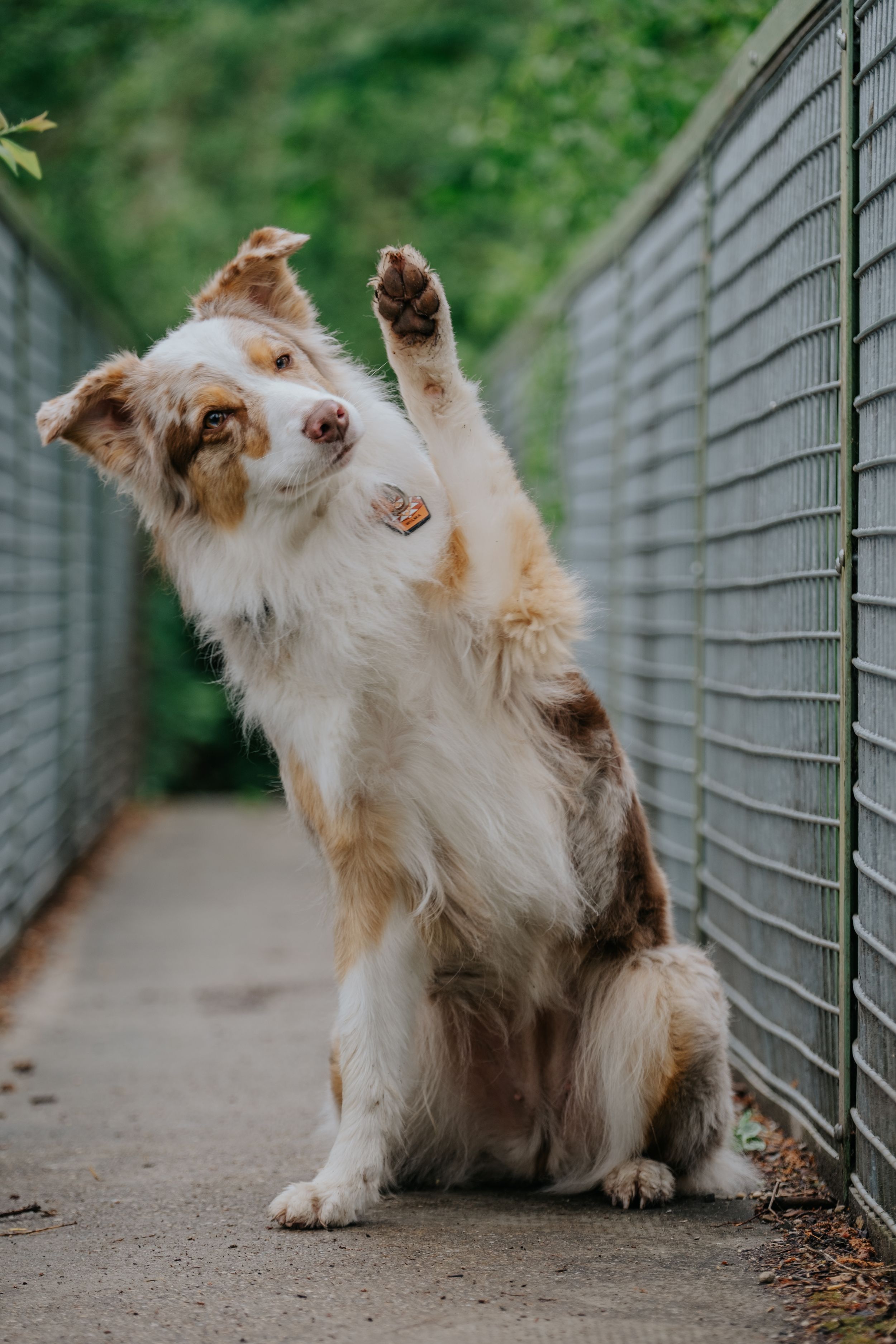 Mensch-Hund-Fotografie: Australian Shepherd in Red Merle  sitzt auf einer schmalen Brücke und hebt spielerisch, winkend, die Vorderpfote.