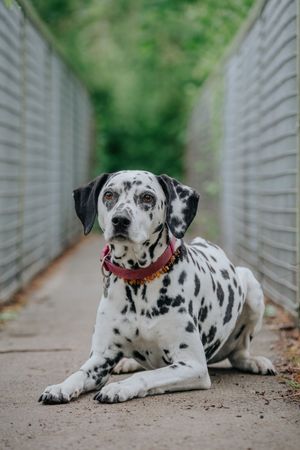 Mensch-Hund-Fotografie: Dalmatiner liegt entspannt auf einer schmalen Brücke im Grünen.
