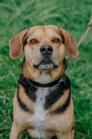 Mensch-Hund-Fotografie: Porträt eines Hundes, der ruhig im Gras sitzt und direkt in die Kamera blickt.