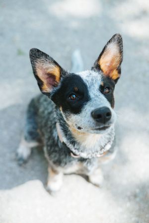 Mensch-Hund-Fotografie: Hund sitzt auf einem Weg und blickt nach oben, aufgenommen im Raum Freising.
