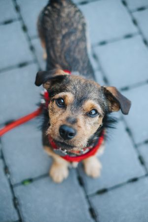 Mensch-Hund-Fotografie: Kleiner Hund steht auf einem gepflasterten Weg und blickt nach oben, aufgenommen im Stadtgebiet von München.