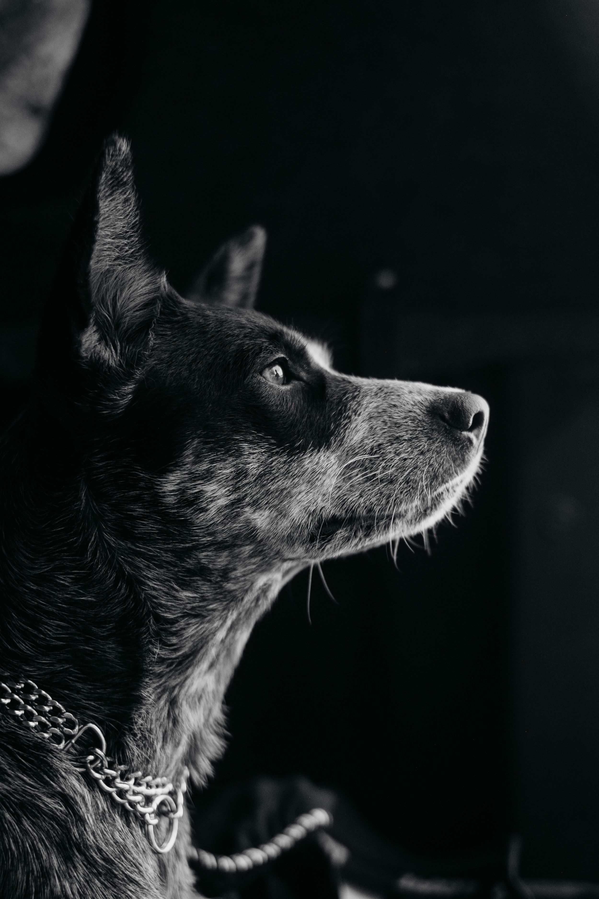 Mensch-Hund-Fotografie: Schwarz-weiß Porträt eines Hundes im Profil, aufgenommen im natürlichen Licht.
