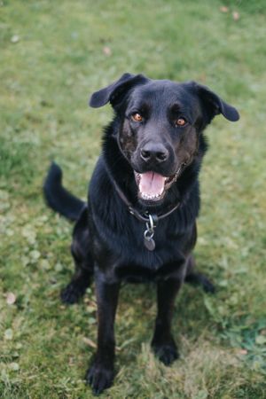 Mensch-Hund-Fotografie: Hund steht aufmerksam im Grünen und blickt nach oben, natürliche Aufnahme im Umland von München.