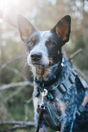 Mensch-Hund-Fotografie: Hund blickt aufmerksam in die Kamera, fotografiert im Wald bei Pfaffenhofen a. d. Ilm.