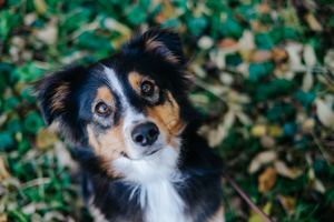 Mensch-Hund-Fotografie: Hund steht im Herbstlaub und blickt ruhig in die Kamera, aufgenommen im Raum Dachau.