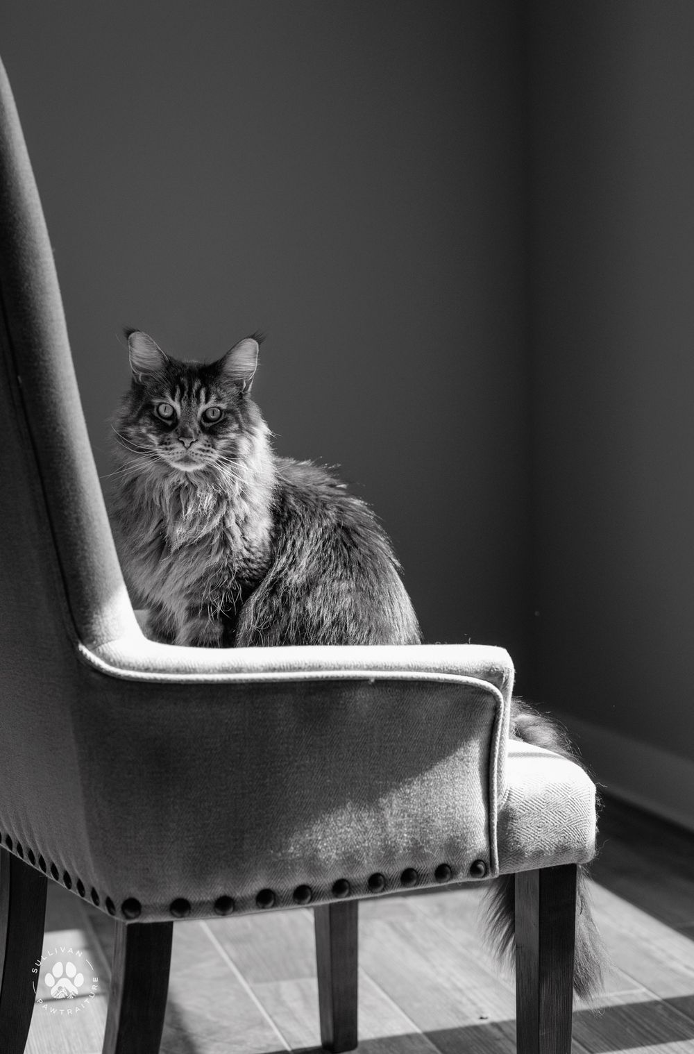 Series of black and white photos showing a fluffy cat peeking over the back of dining chairs.
