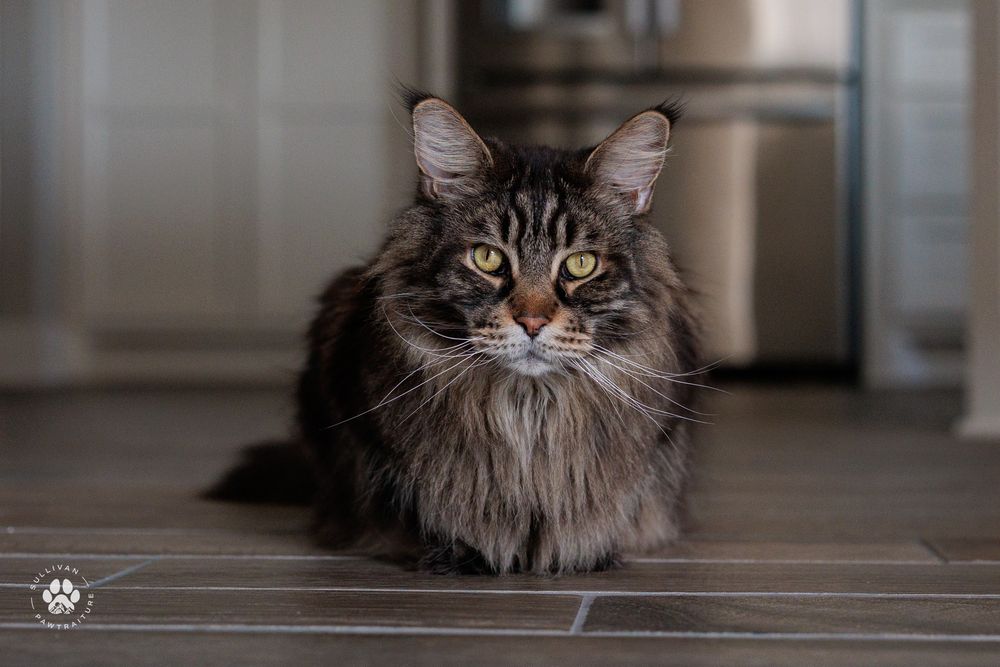 Fluffy gray cat with striking green eyes peers from behind a table leg in an indoor setting.
