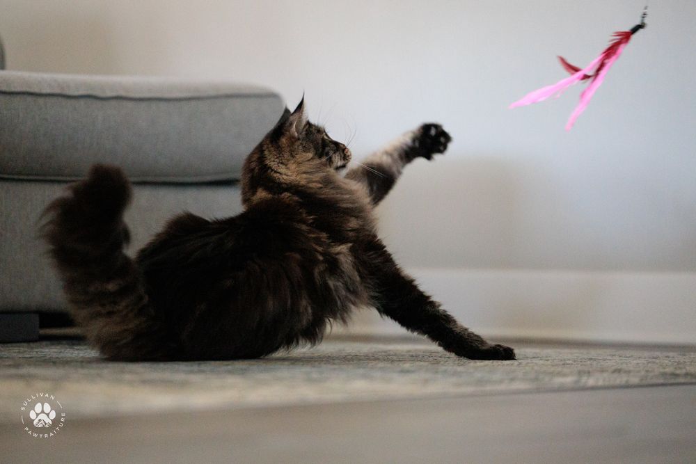 Series of images showing a lounging long-haired cat stretching and playing with a pink toy on a light floor.