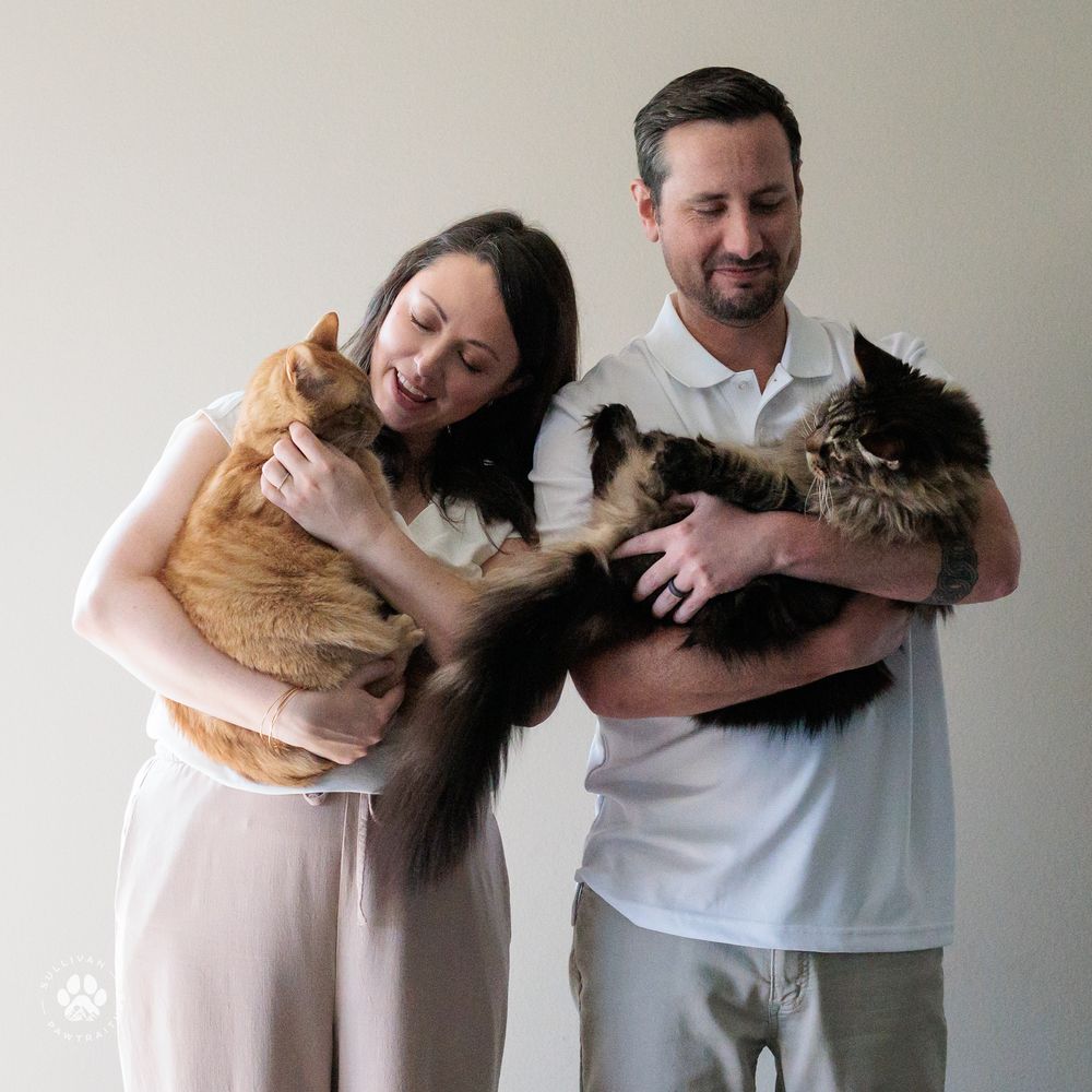 Sequence of poses showing joyful snuggling between person holding brown and black cats in a white setting.
