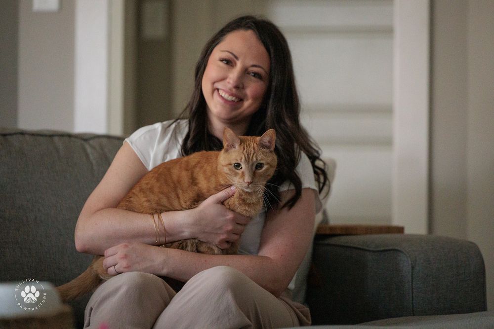 Orange tabby cat being held and petted while relaxing on comfortable furniture.