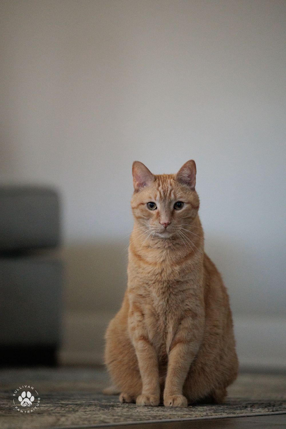 An orange tabby cat sits upright on the floor with a serious expression against a neutral background.
