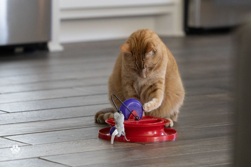 Orange cat eats wet food while spreading it over six sequential photos showing messy eating progress.