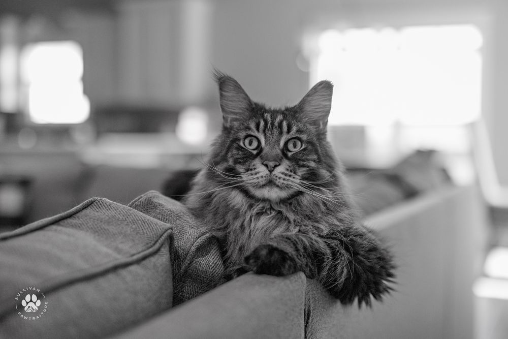 Two fluffy gray cats rest on furniture while looking up expectantly with wide eyes.