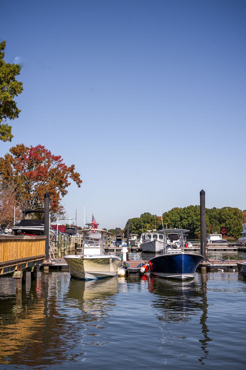 Boats moored at marina dock with fall foliage and clear blue sky.