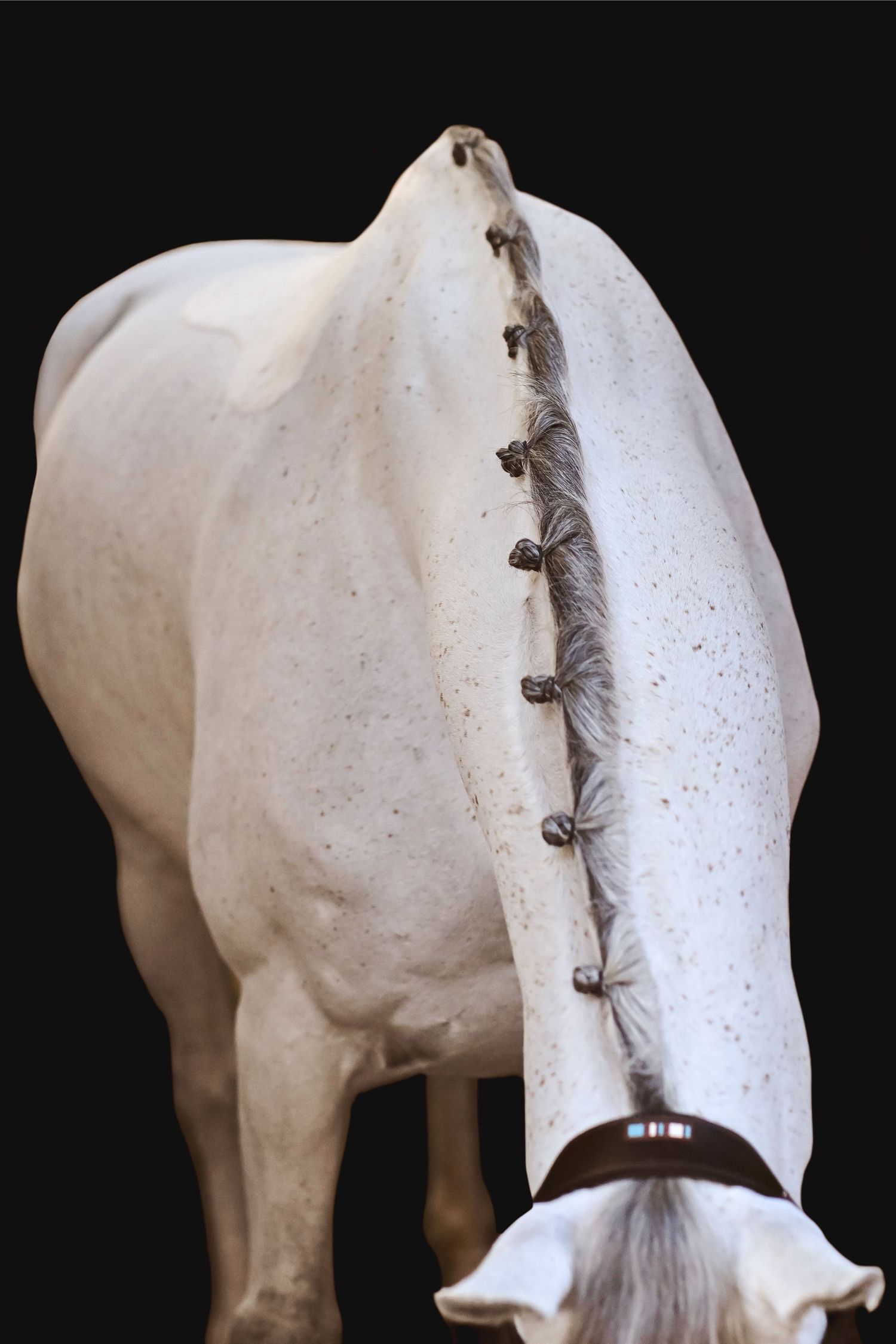 Close-up portrait of a chestnut horse wearing black English bridle against dark background.