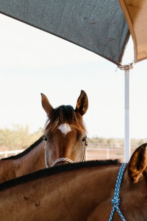 Brown horse peeks over a stall divider under a covered shelter with turquoise rope visible in the frame. Located in Karratha, WA