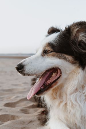 A pet dog portrait on the beach at sunset in Wickham, WA