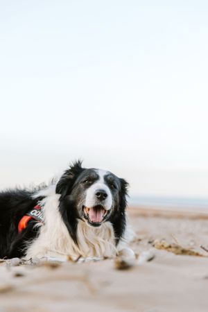 A pet dog portrait, on the beach at sunrise in Wickham, WA
