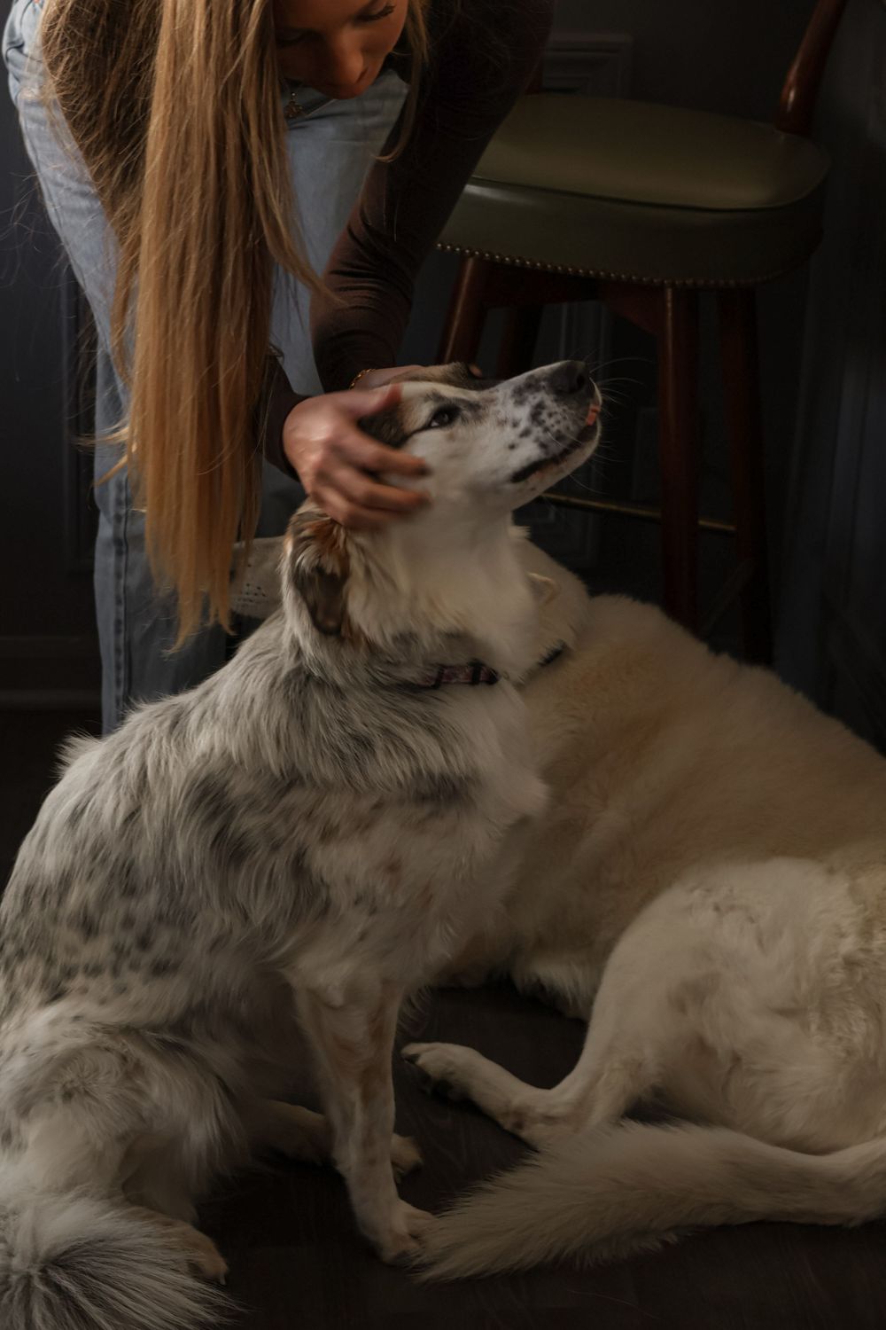White dog with black spots lies on couch while being petted by someone wearing a brown sweater.