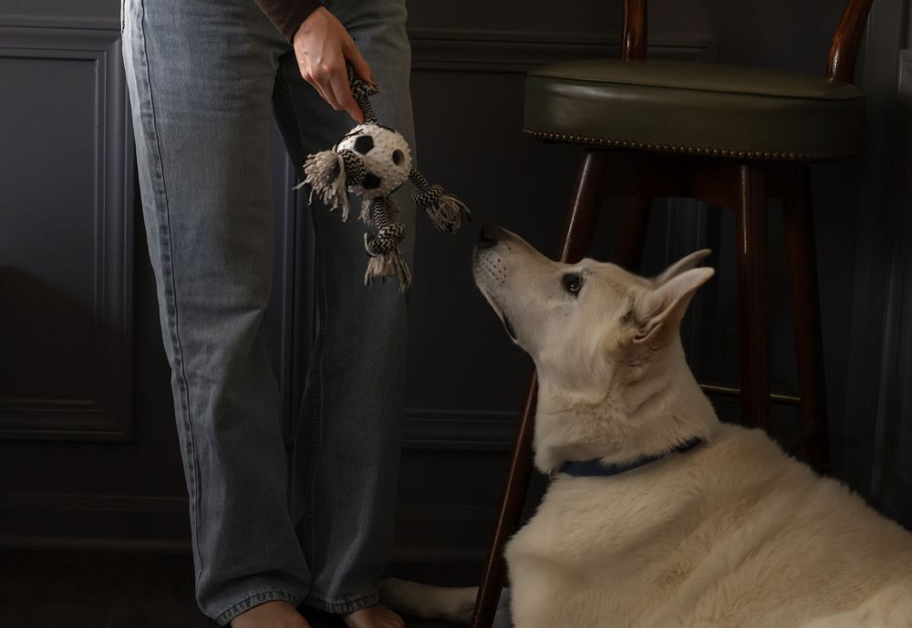 White dogs looking upward during an indoor photoshoot with grey wainscoting.