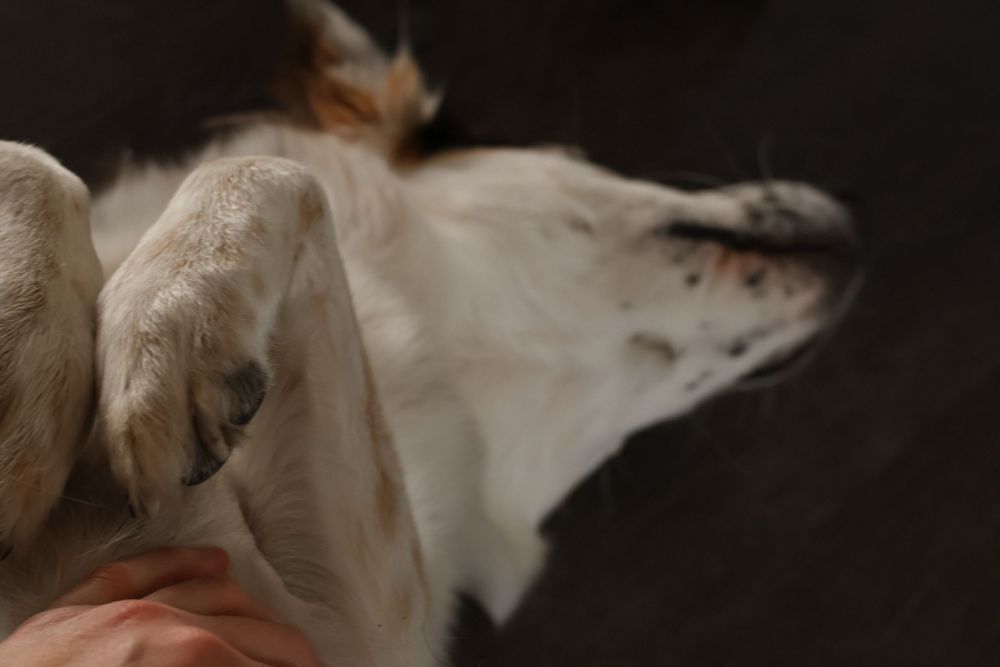 Side profile of white dogs with fluffy fur against a dark background.