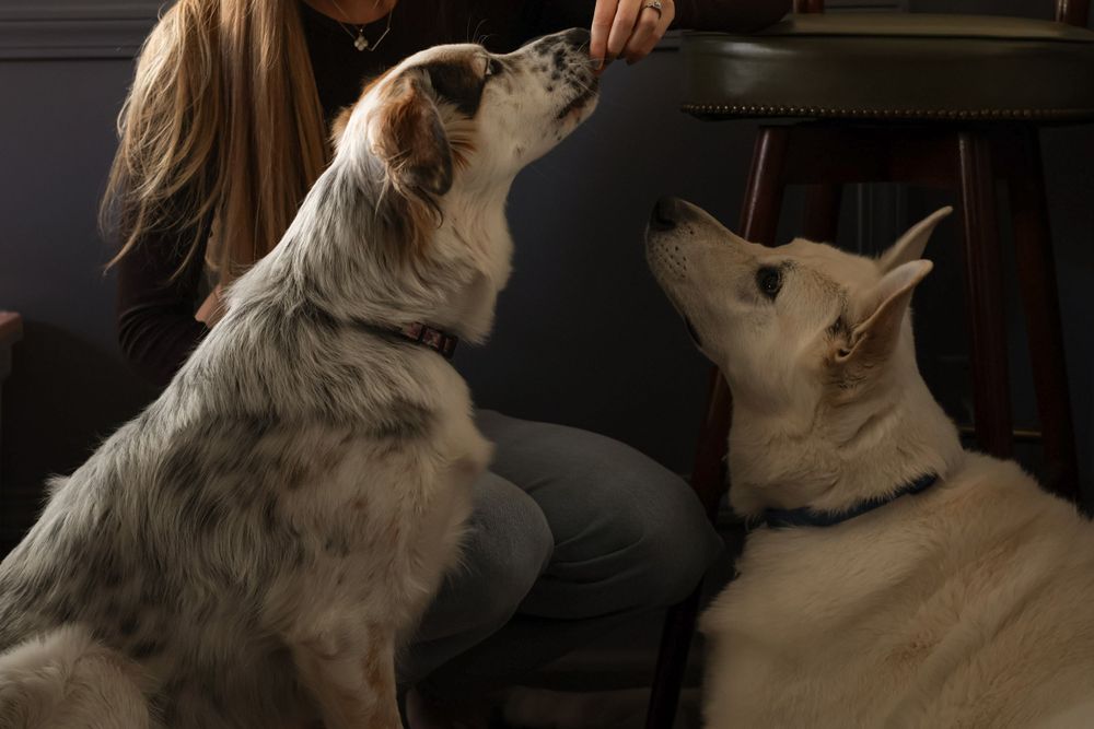 Close-up of two dogs with white and grey fur resting on dark furniture.