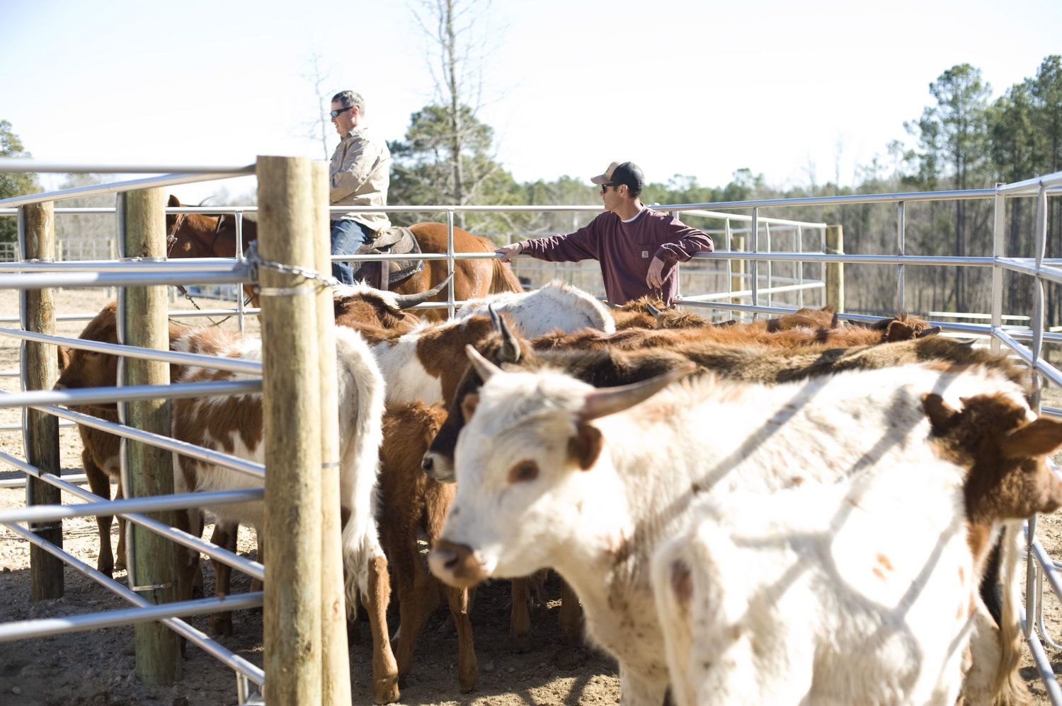 A group of cattle being handled in metal livestock pens at a rural ranch facility.