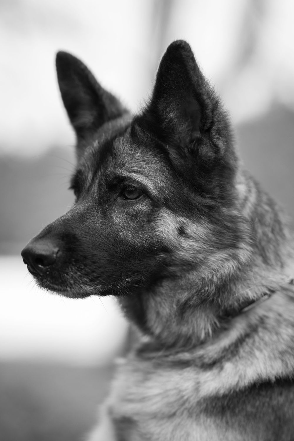 Close-up profile shots of German Shepherd dog in black and white.