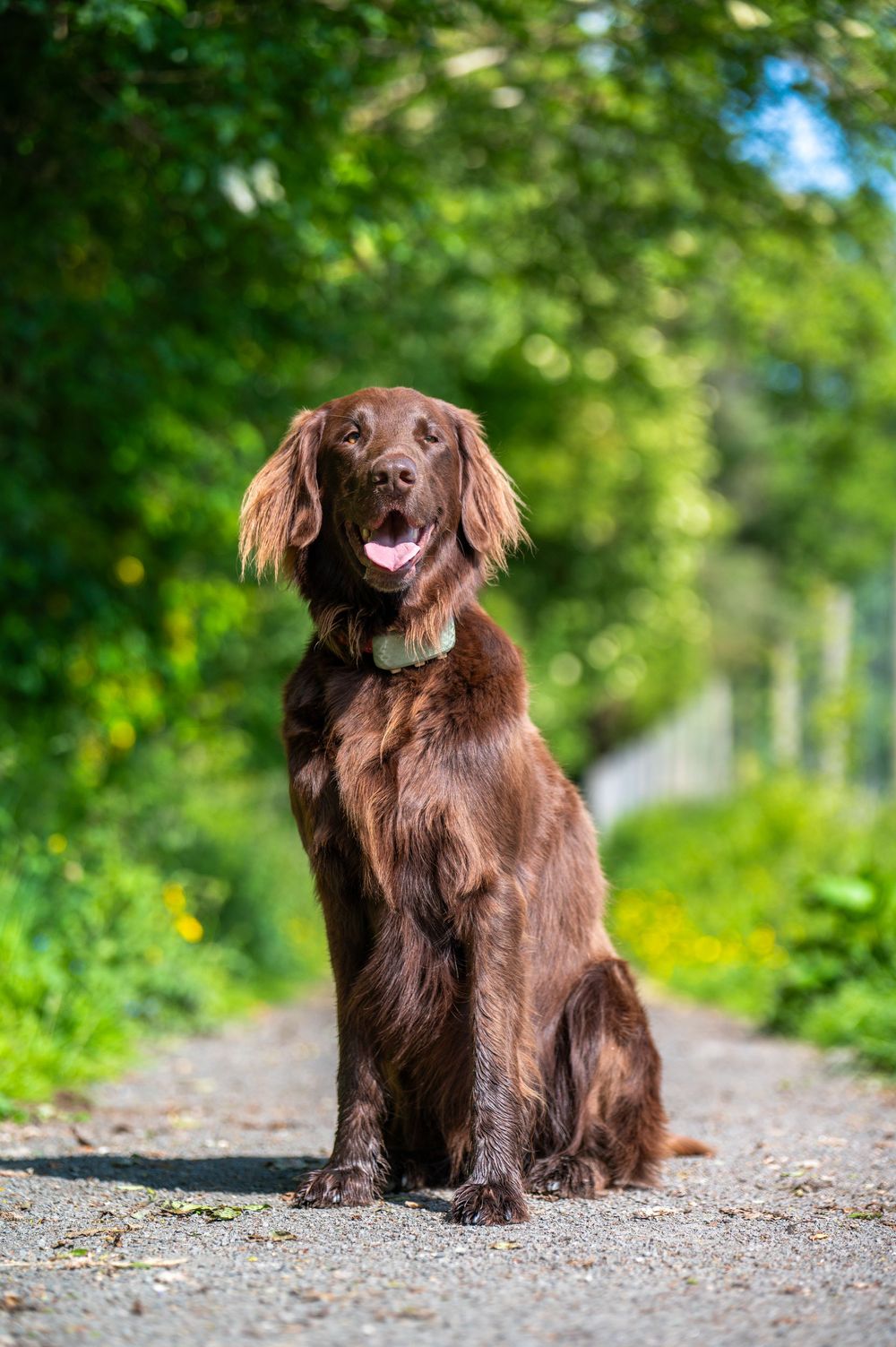 Brown long-haired dog sitting on gravel path with green foliage background.