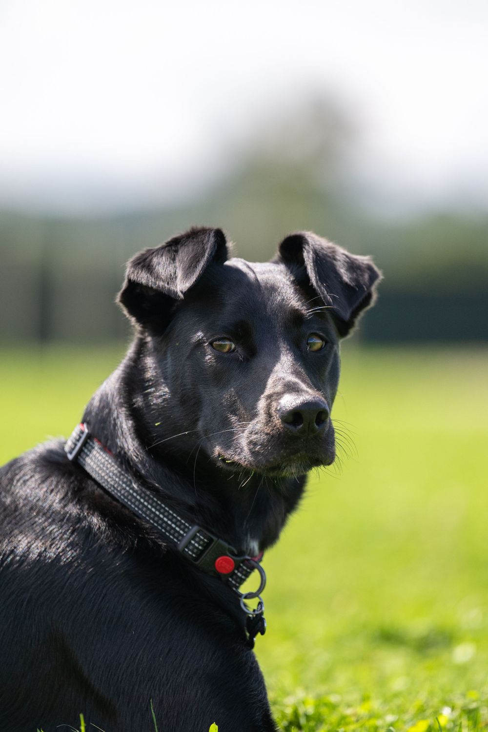 Close up portrait of black dog with collar resting in grassy field.