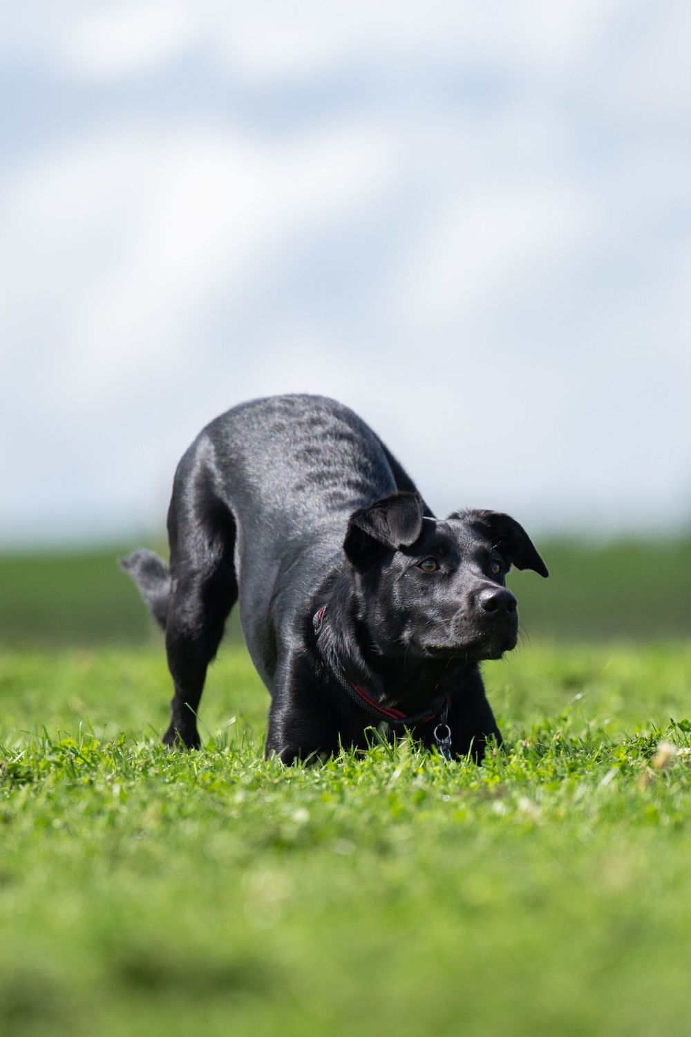 Black dog sniffing through grass and flowers in field.