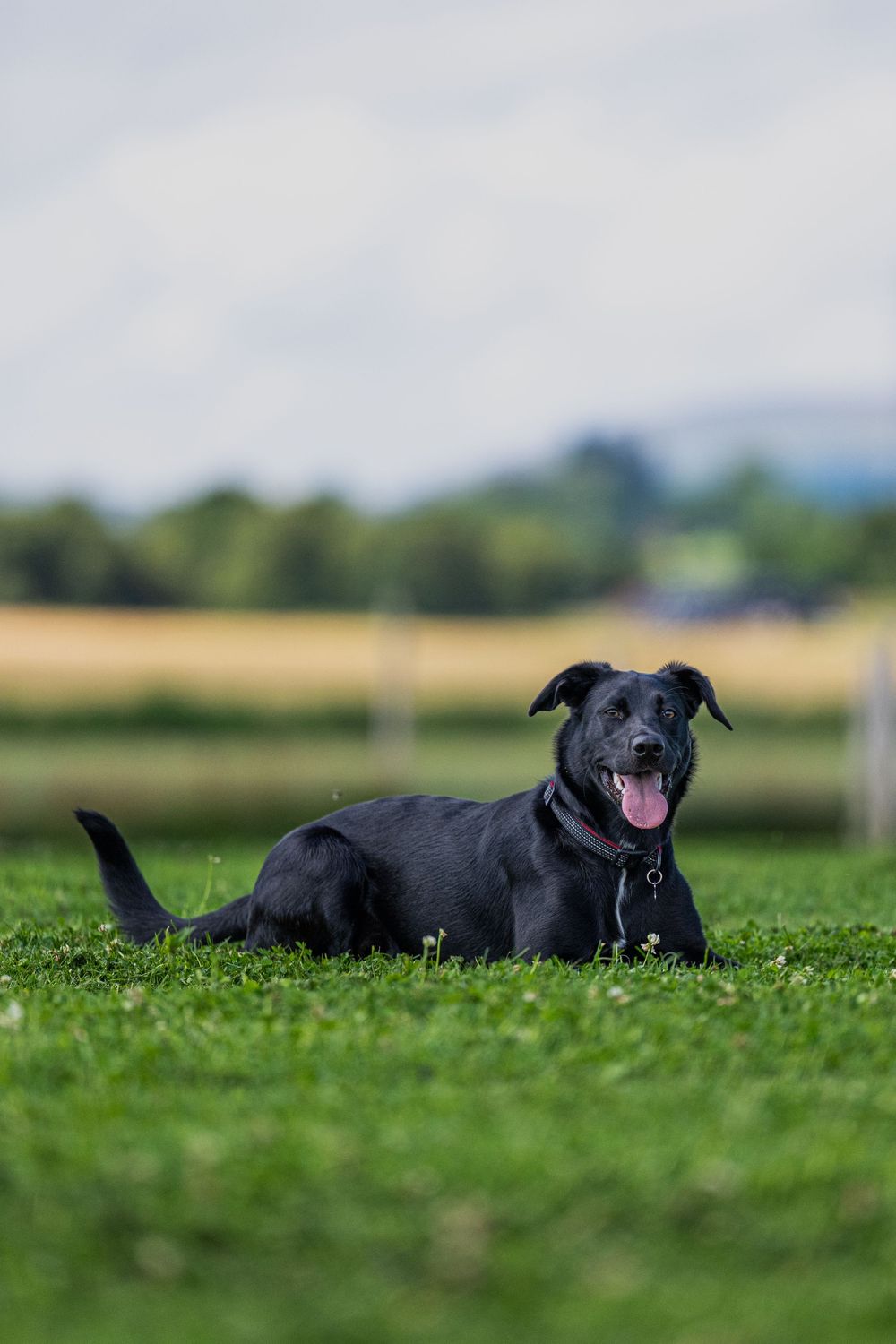 Black dog lying happily in green grass field on sunny day.