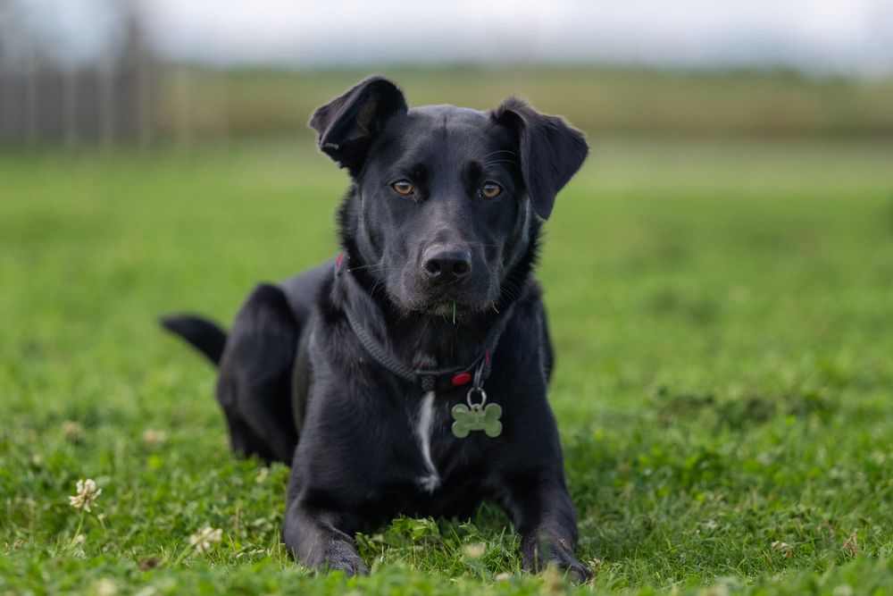 Black dog resting in grass field on sunny day.