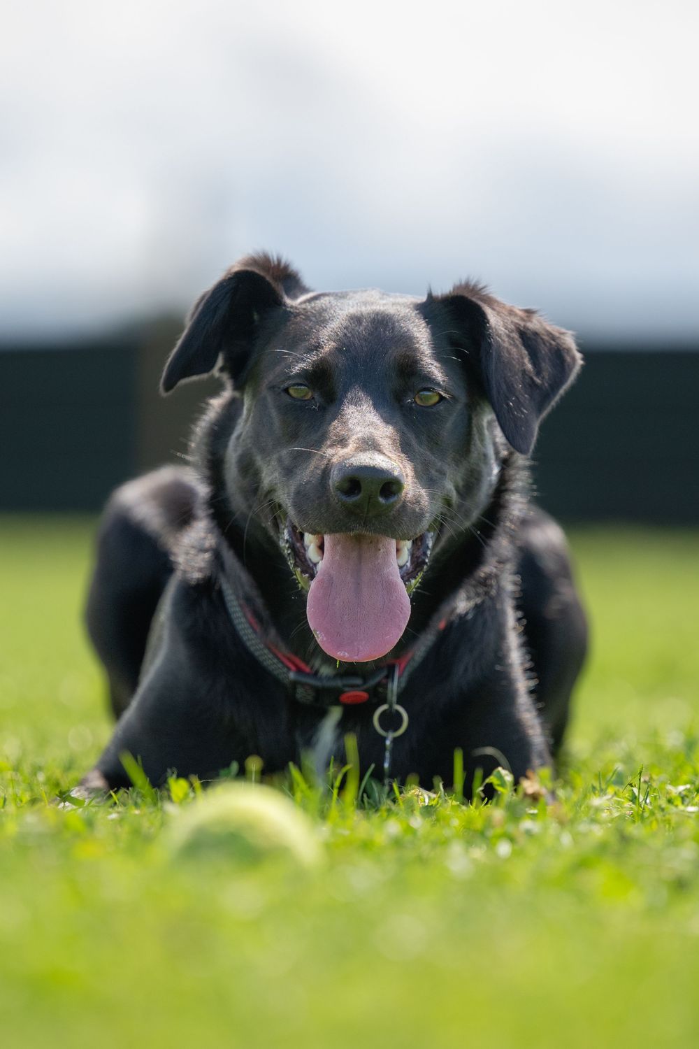 Happy black dog lying in grass with tongue out on sunny day.