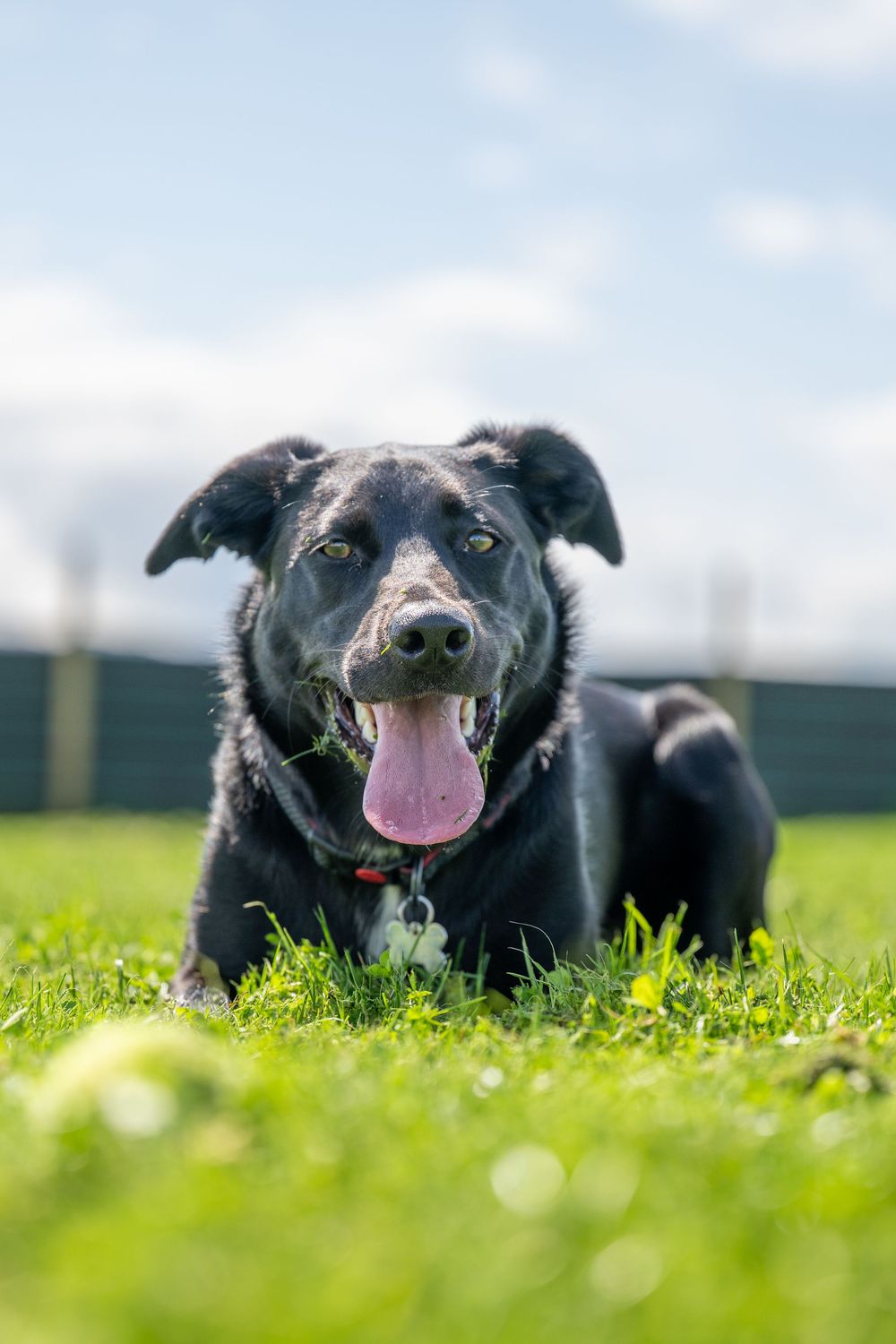 Happy black dog lying in green grass with tongue out on sunny day.