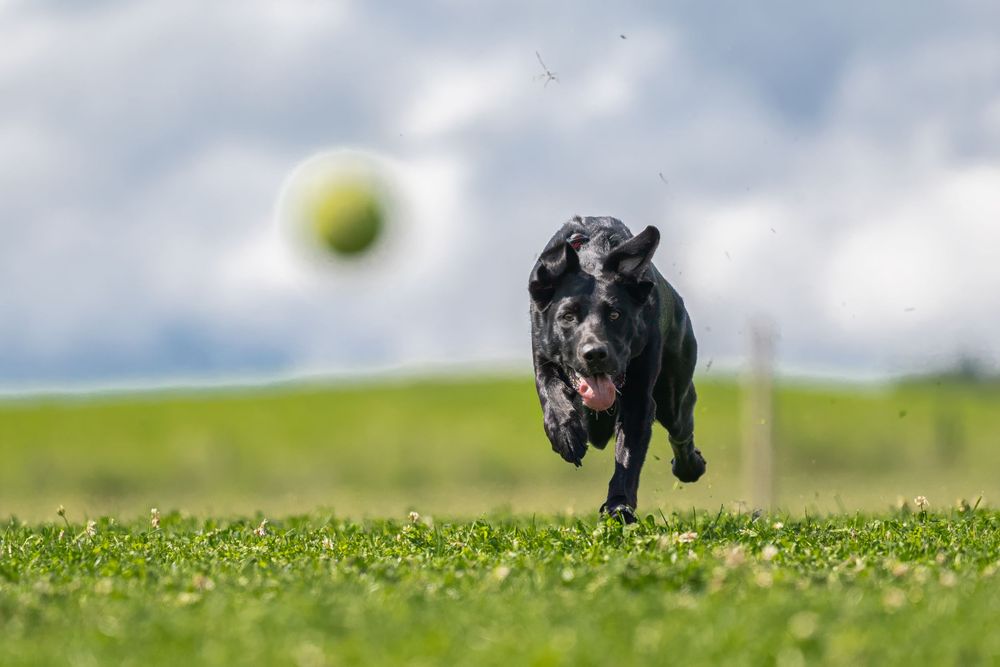 Black dog chasing tennis ball across grassy field.