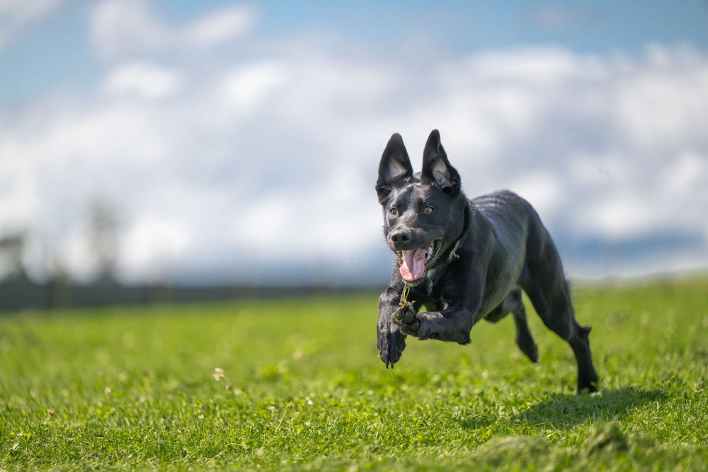 Black dog leaping through air to catch ball in grassy field.