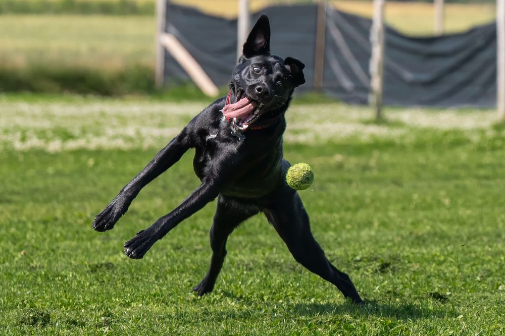 Black dog running and jumping after ball in grass.