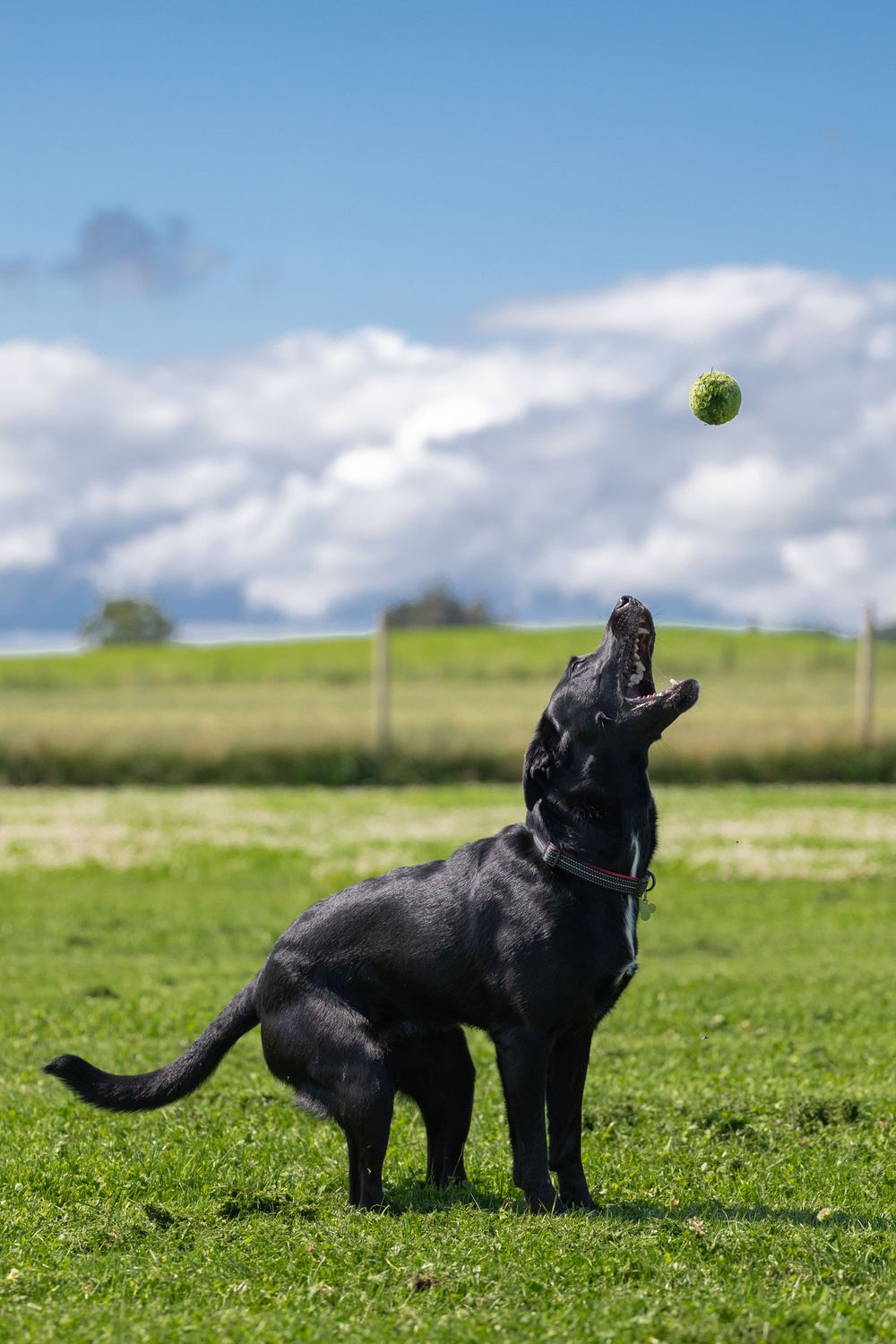 Black dog playing with tennis ball in sunny meadow.
