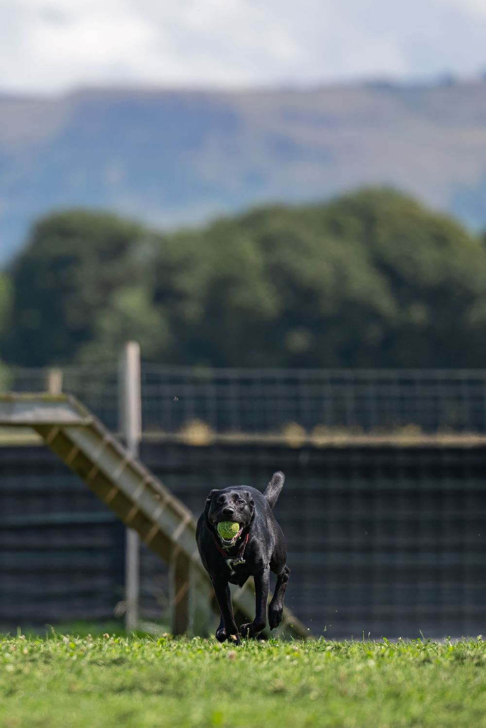 Black dog running through grassy field with mountains in background.