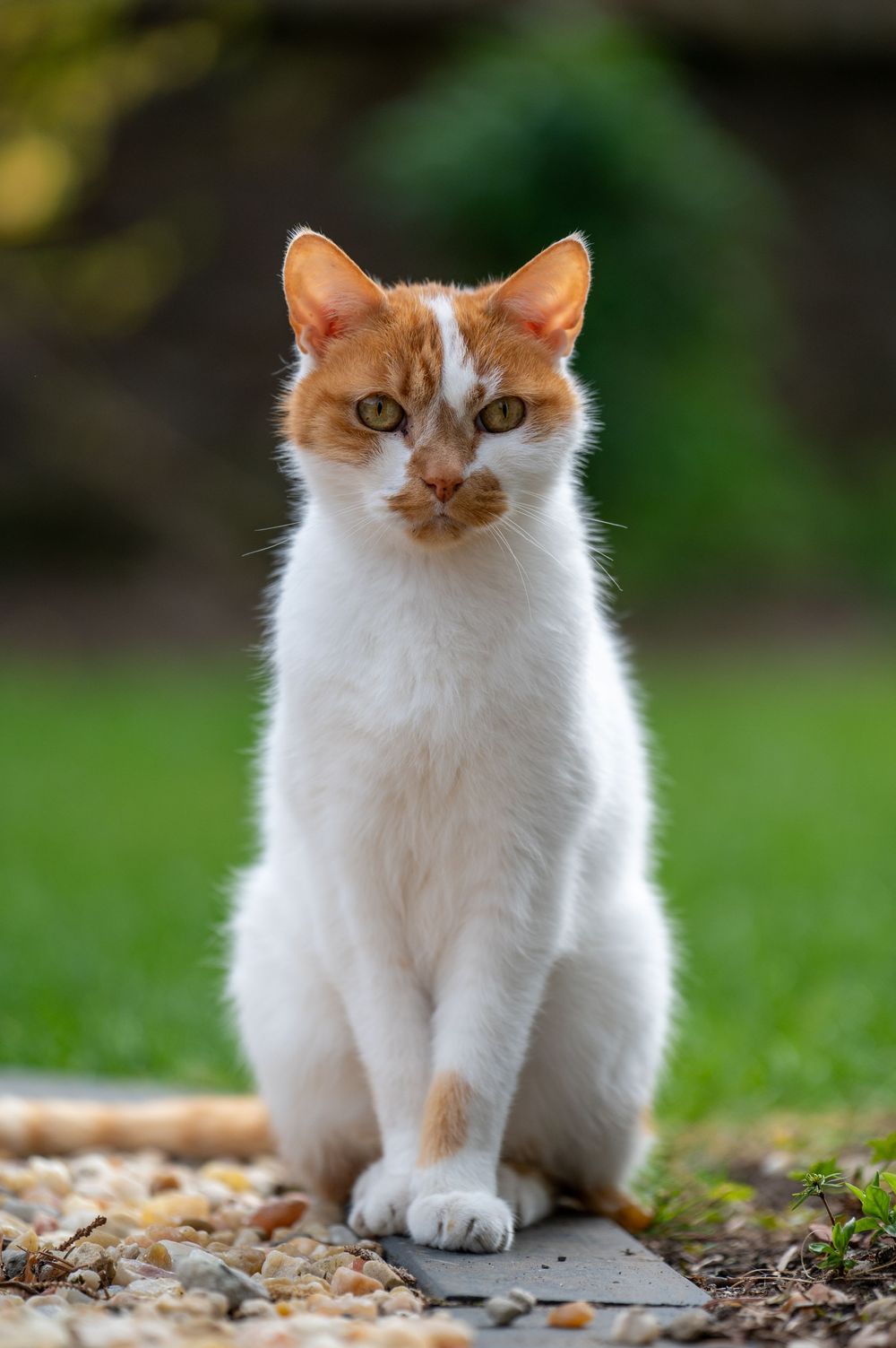 Orange and white cat sitting attentively on fallen leaves in an outdoor setting.