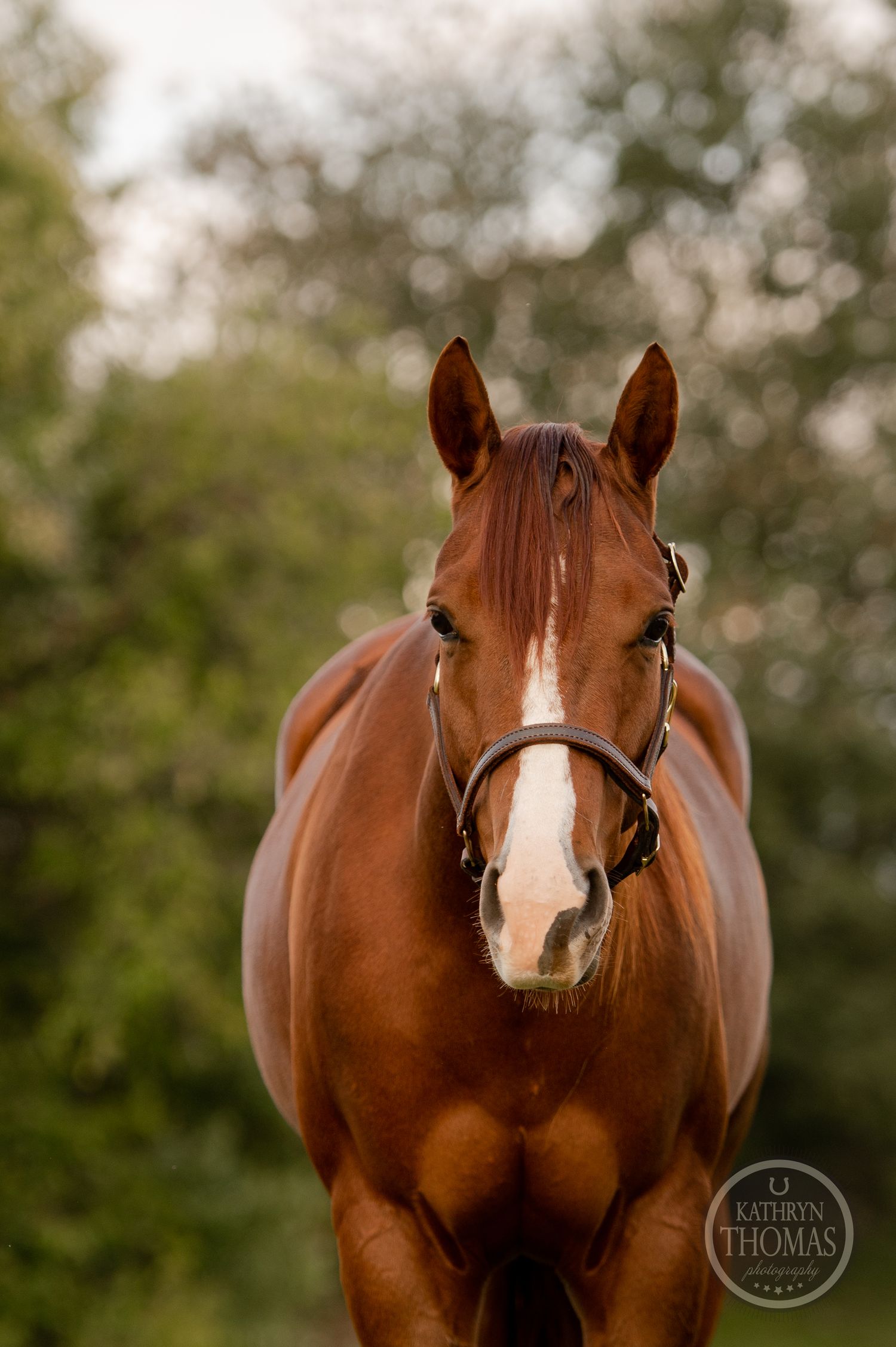 Close-up portrait of a chestnut horse with white blaze wearing leather tack.