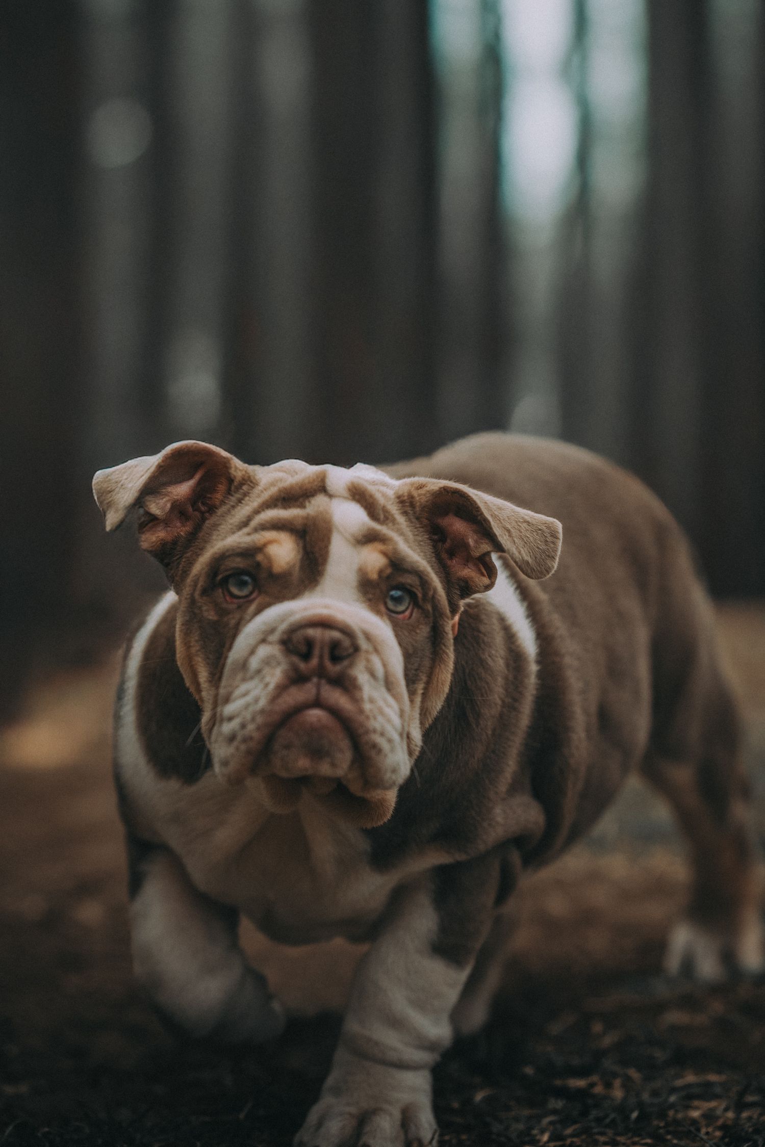 bulldog in forrest