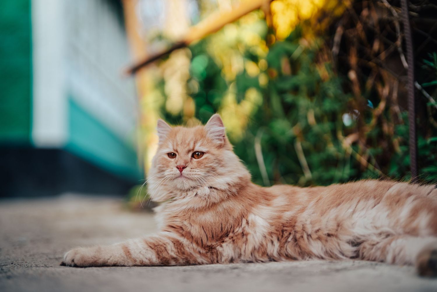 cat lying around