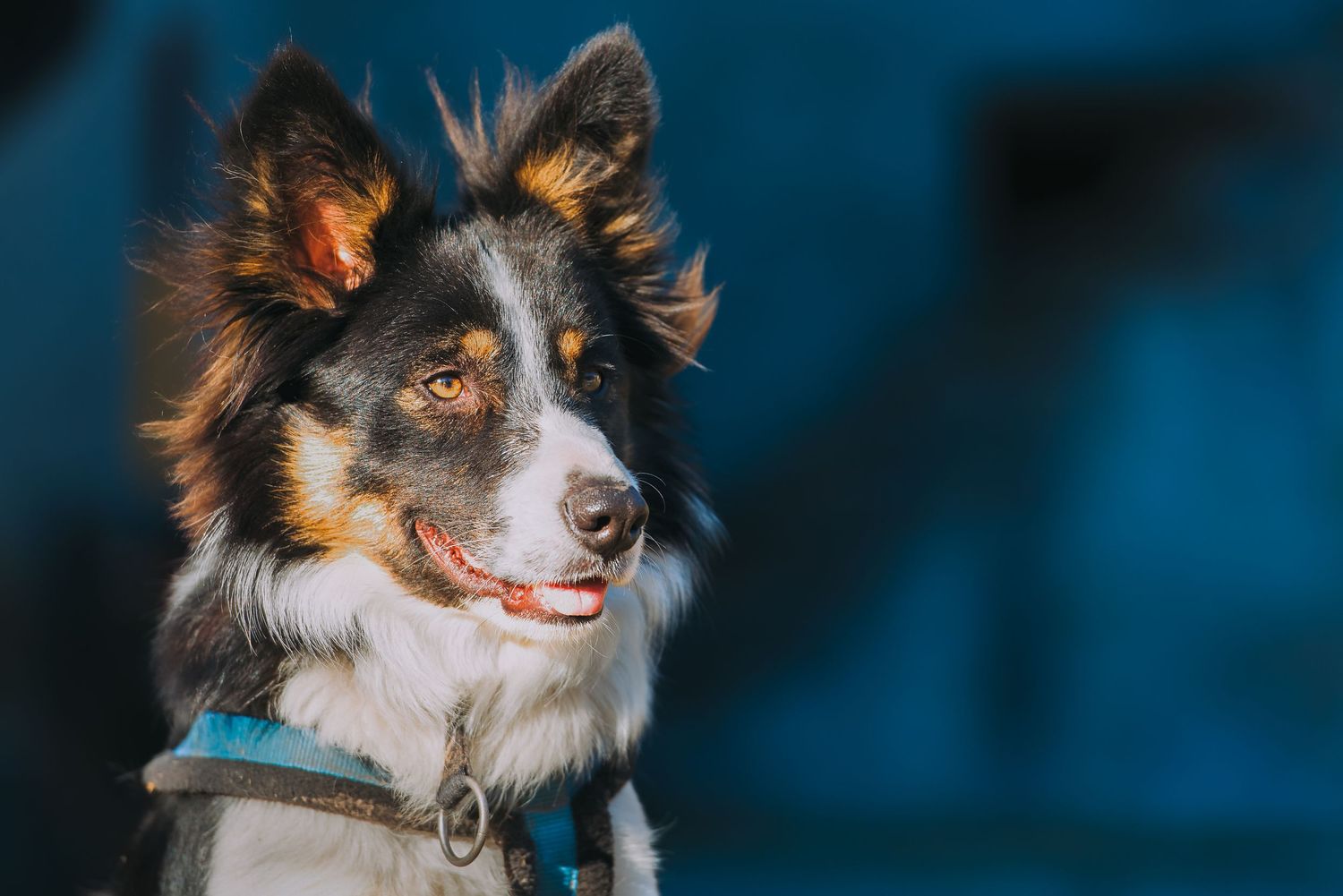 border collie